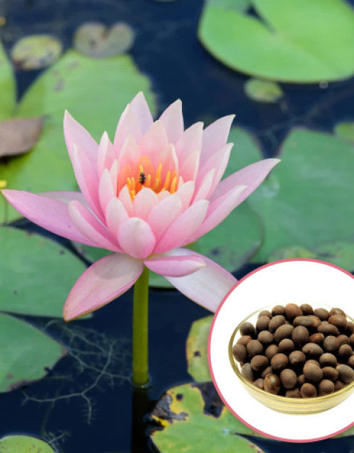 Lotus Flower Seeds For Home Garden Planting (Pack Of 100) - ShopzVibe